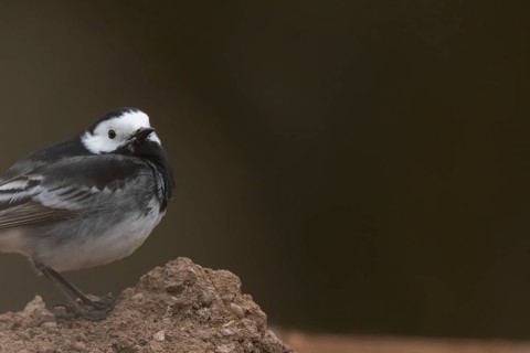 Pied wagtail (Motacilla alba) adult bird on pile of soil, England, United Kingdom