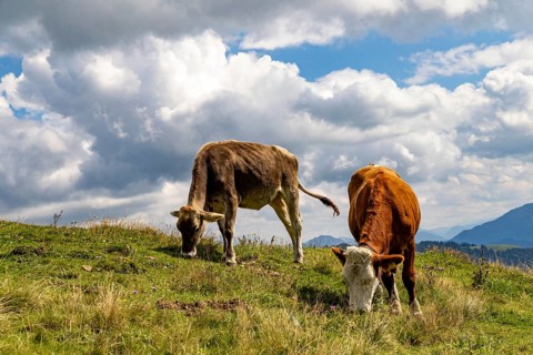 Two young cows eating grass on an alpine meadow, Spitzstein, Chiemgau, Upper Bavaria, Bavaria,
