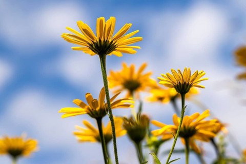 Oxeye (Buphthalmum salicifolium) from below against the sky, Eibelkopf, Mangfall Mountains, Upper
