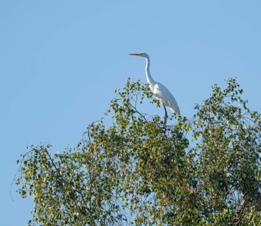 Great egret (Ardea alba) standing on a tree, a birch (Betula), Lower Saxony, Germany