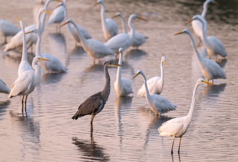 Great egret (Ardea alba), many herons and a gray heron (Ardea cinerea) stand in the shallow water