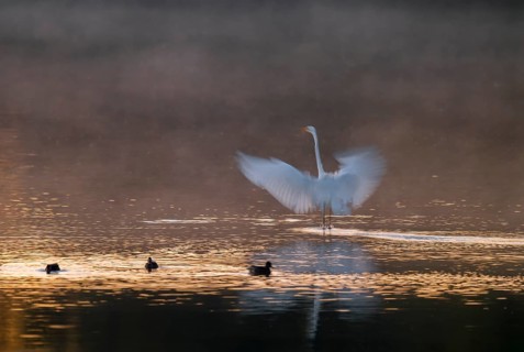 Great egret (Ardea alba) stands with wings spread out in warm, orange morning light in the shallow