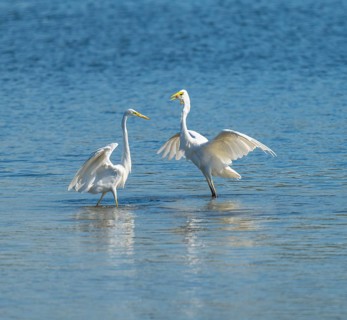 Great egret (Ardea alba), two herons standing in the shallow water zone of a lake and fighting over