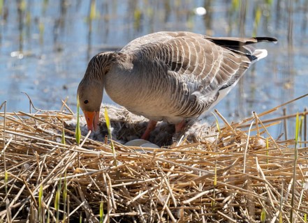 Grey goose (Anser anser) stands on the nest and turns the eggs, Lower Saxony, Germany