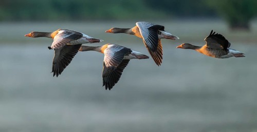 Grey goose (Anser anser), gray geese flying over a body of water in early warm morning light, Lower