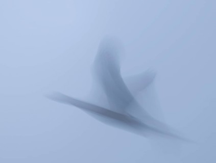 Grey goose (Anser anser) in flight, motion blur, long exposure, pull, wiping effect, Lower Saxony,