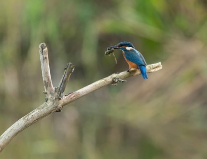 Kingfisher (Alcedo atthis) sitting on a branch, sitting room, with captured prey frog (Rana) in its