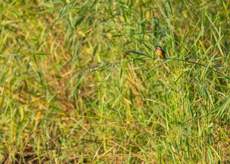Kingfisher (Alcedo atthis) sits on a reed stalk while hunting a prey, reed (Phragmites australis)