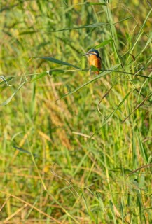 Kingfisher (Alcedo atthis) sits on a reed stalk while hunting a prey, reed (Phragmites australis)