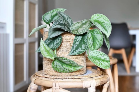 Exotic 'Scindapsus Pictus Exotica' or 'Satin Pothos' houseplant with velvet texture and silver spot