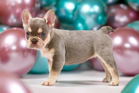 Cute 6 weeks young healthy French Bulldog dog puppy with husky markings standing in front of