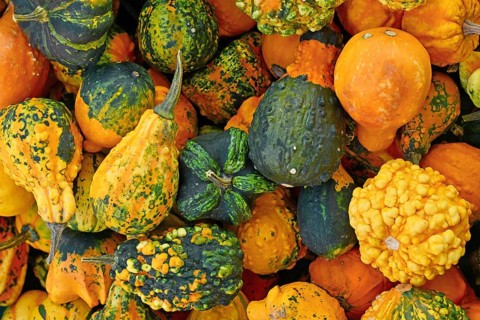 Top view of different types of ornamental gourds