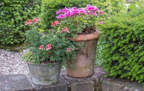 Two flower pots with colorful perlagonias and lots of greenery in a garden, Münsterland, North
