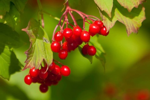 Common snowball (Viburnum opulus), ripe berries, fruits, Rhineland-Palatinate, Germany