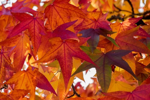 Colourful autumn leaves in red and orange create a warm autumn atmosphere, Münsterland, North
