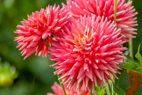 Detailed view of pink cactus dahlias with green surroundings and natural flair, Palatinate,