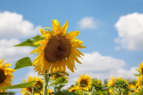 Sunflowers (Helianthus annuus), sunflower field against a cloudy sky, Palatinate,
