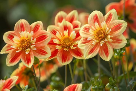 Yellow-red dahlias with a unique pattern stand in a natural environment, Palatinate,