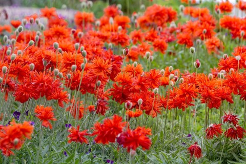 Stuffed poppies (papaver), Palatinate, Rhineland-Palatinate, Germany