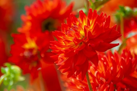 Bright red dahlias in the sun convey summer vibrancy, Palatinate, Rhineland-Palatinate, Germany