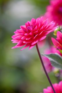 Close-up of red dahlia with blurred background and green leaves, Münsterland, North