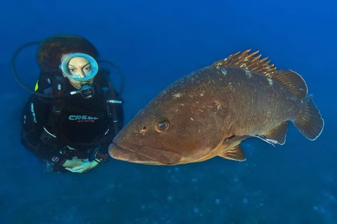 Underwater photo of female diver looking at swimming right next to large brown grouper (Epinephelus