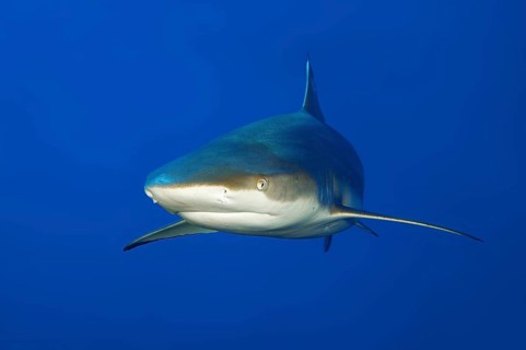 Underwater photo of large blacktip reef shark (Carcharhinus melanopterus) Blacktip reef shark