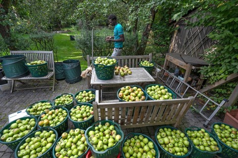 Apple harvest (Malus), apples collected in baskets, Lauf an der Pegnitz, Middle Franconia, Bavaria,