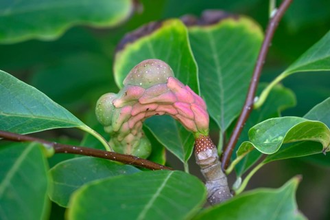 Fruit, follicle of a large-leaf magnolia (Magnolia macrophylla Michx.), Bavaria, Germany