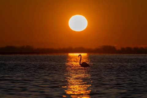 Pink flamingo (Phoenicopterus roseus) in the water in front of the rising sun, Lake Kerkini, Greece