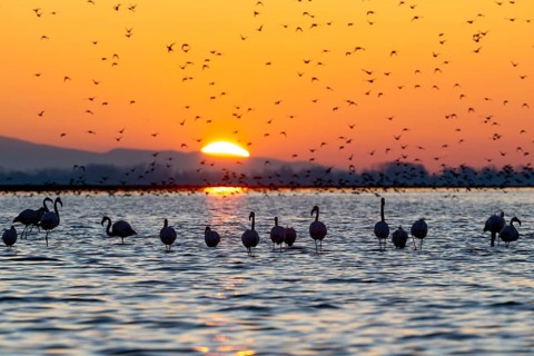 Pink flamingos (Phoenicopterus roseus) in the water at sunrise, Lake Kerkini, Greece