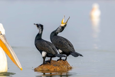 Cormorant (Phalacrocorax carbo), pair mating in splendour, Lake Kerkini, Greece