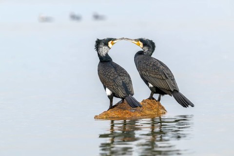 Cormorant (Phalacrocorax carbo), pair in their plumage, mating on a stone in the lake, Lake