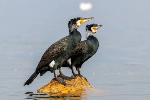Cormorant (Phalacrocorax carbo), pair in their plumage, on a stone in the lake, Lake Kerkini,