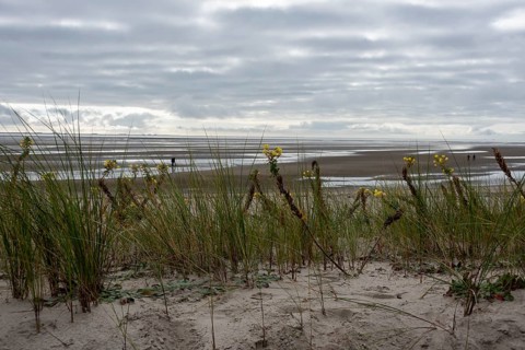 Dune grasses and yellow wildflowers in the sand, behind them 'the mudflats at low tide, Föhr