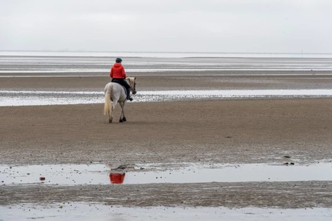 A horsewoman in a red jacket rides a white horse across the mudflats of the island of Föhr,