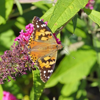 Thistle butterfly (Vanessa cardui) on a Buddleja davidii flower, Wilnsdorf, North Rhine-Westphalia,