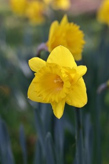 Daffodil (Narcissus), yellow flower in a garden, close-up, Wilnsdorf, North Rhine-Westphalia,