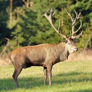 Red deer (Cervus elaphus) in rutting season, capital stag in a forest clearing, animal portrait,