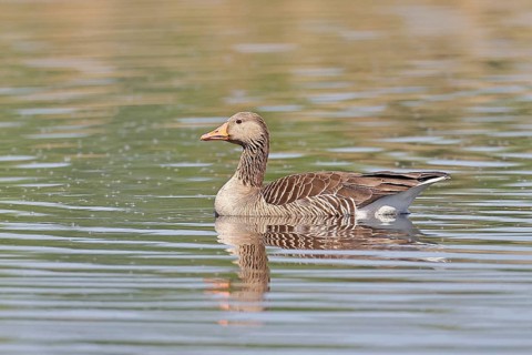 Greylag goose (Anser anser), swimming on a pond, Wagbachniederung nature reserve, Waghäusel,