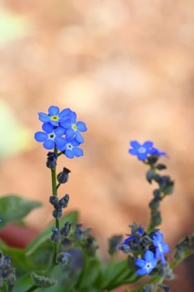 Marsh forget-me-not (Myosotis palustris), true forget-me-not in bloom in spring, close-up,
