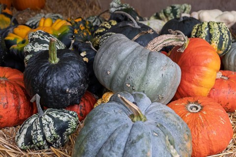 Various colourful pumpkins on straw, creating an autumnal atmosphere, Münsterland, North