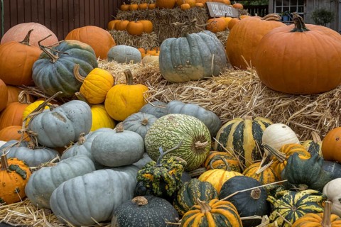 Colourful pumpkins on straw bales, North Rhine-Westphalia, Germany