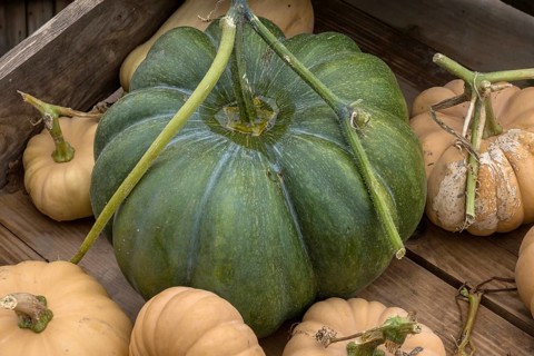 Pumpkins, nutmeg pumpkin in a wooden crate, Münsterland, North Rhine-Westphalia, Germany
