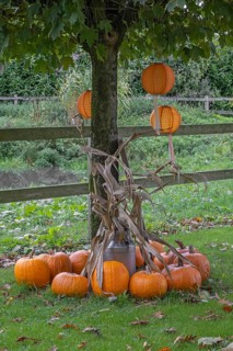Autumn decoration with pumpkins and lanterns hanging in a tree, Münsterland, North