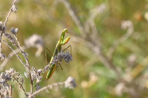 European mantis (Mantis religiosa), in a shrub, Burgenland, Austria