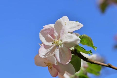 Apple blossoms (Malus), white open blossom with blue sky in the background, close-up, Wilnsdorf,