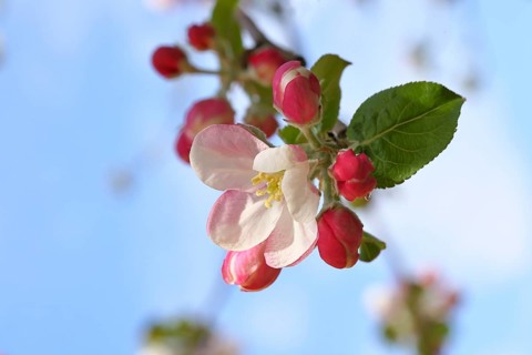 Apple blossoms (Malus), red still closed blossoms and white open blossom with blue sky in the