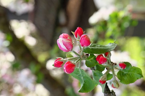 Apple blossoms (Malus), red still closed blossoms, close-up, Wilnsdorf, Nordrhein. Westphalia,