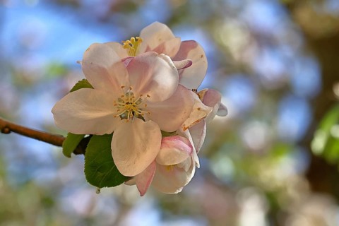 Apple blossoms (Malus), red still closed blossoms and white opened blossom with bokeh in the